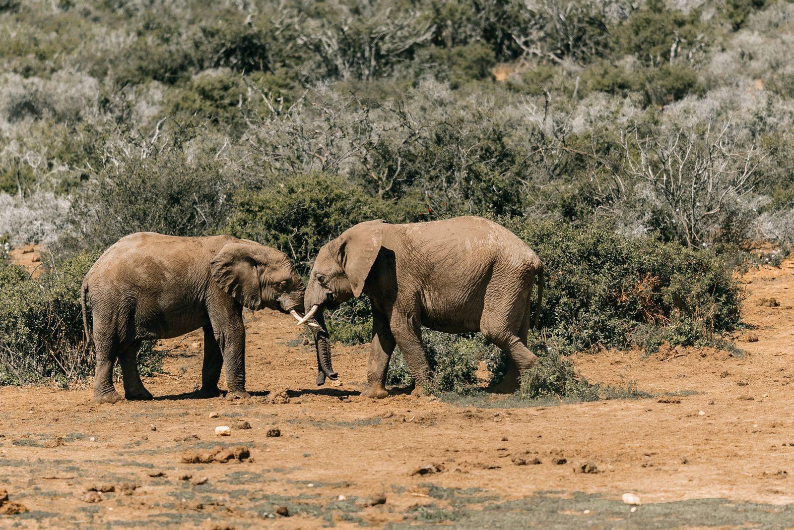 Two elephants touching trunks in dry bushland